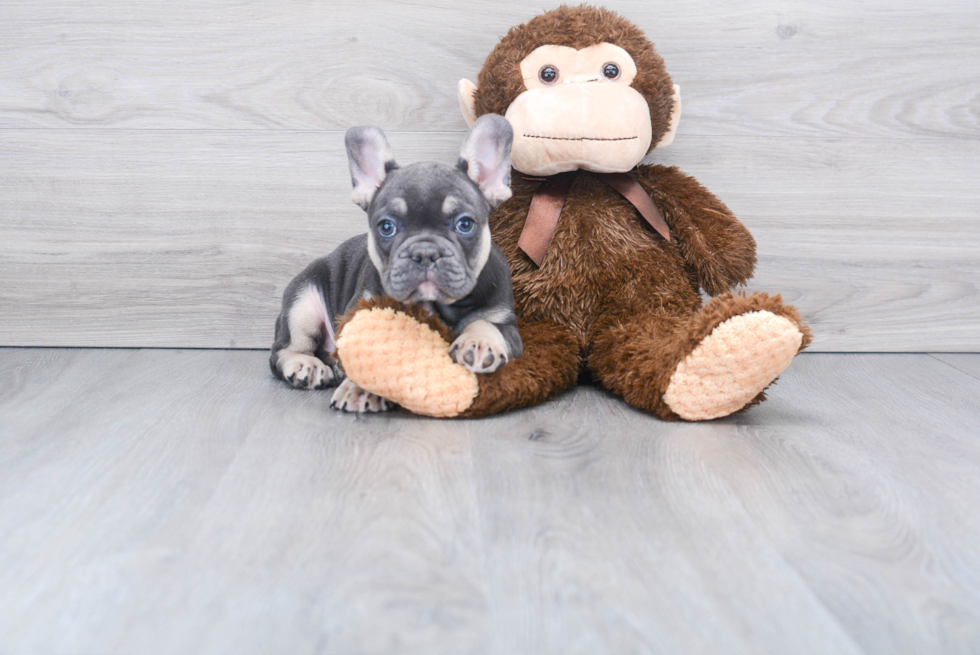 Fluffy Frenchie Purebred Puppy