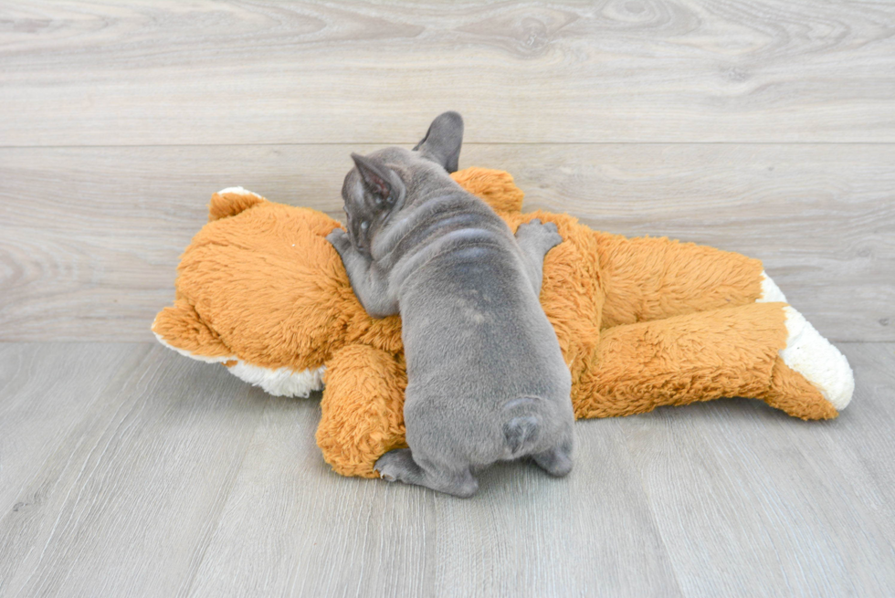 Best French Bulldog Baby