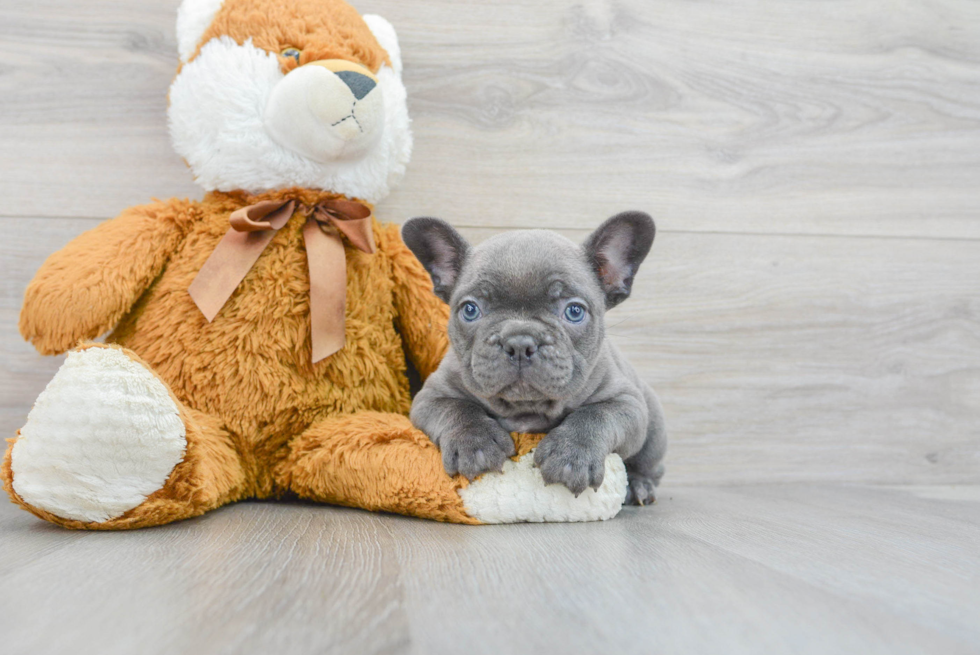 Best French Bulldog Baby