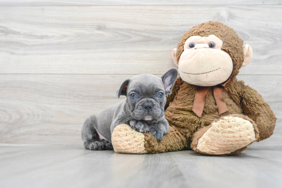 Best French Bulldog Baby