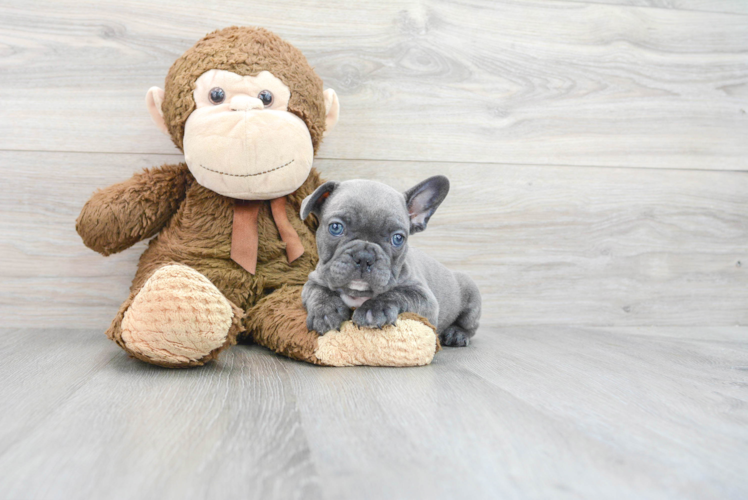 Little French Bulldog Baby