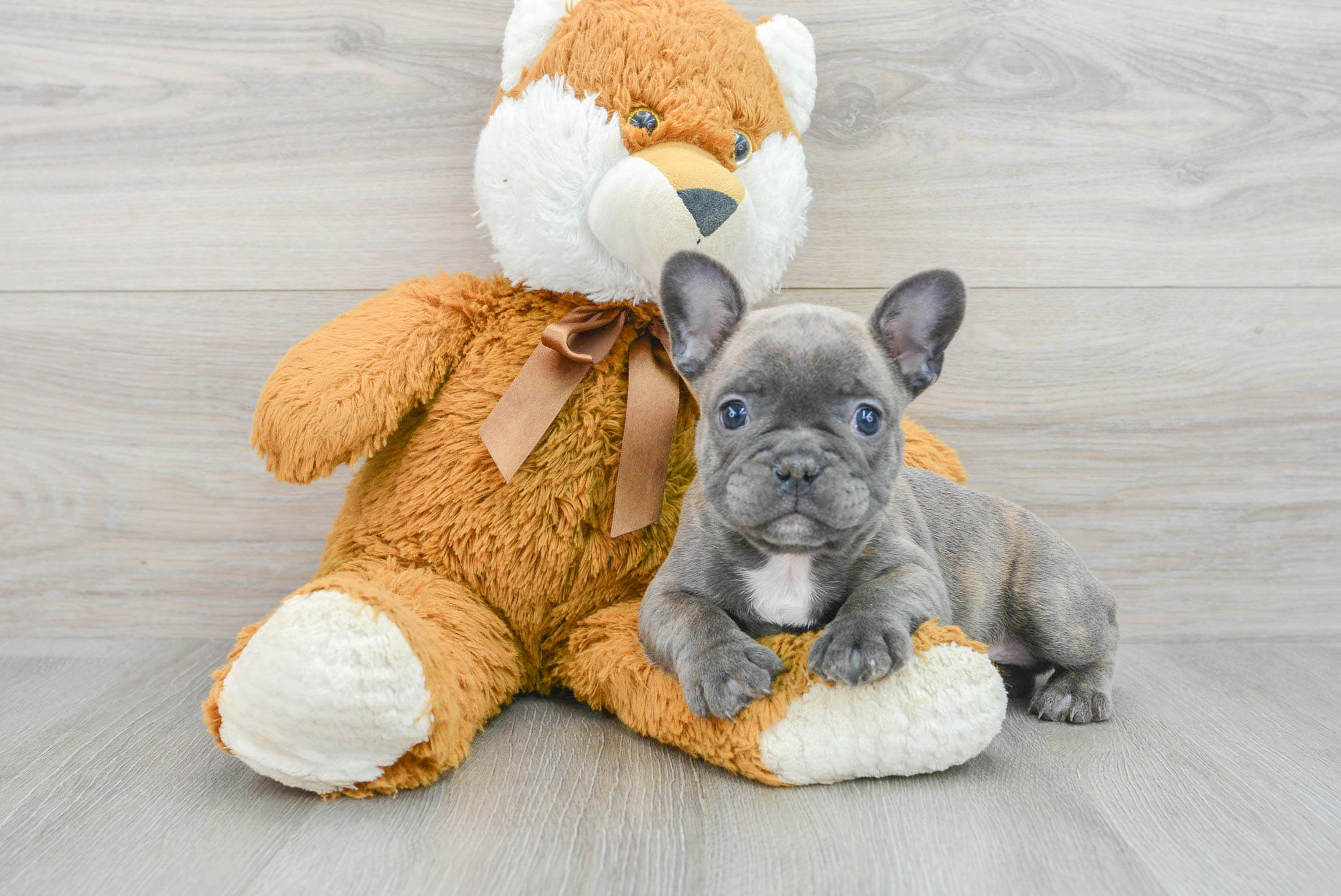 French Bulldog Puppy for Adoption