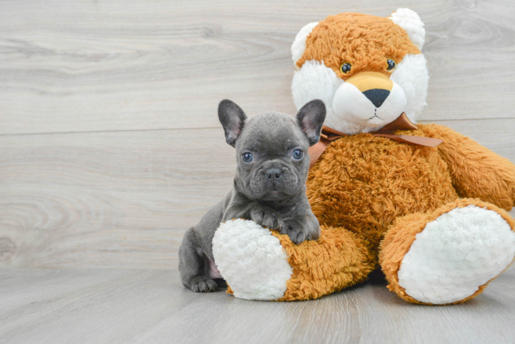 French Bulldog Pup Being Cute