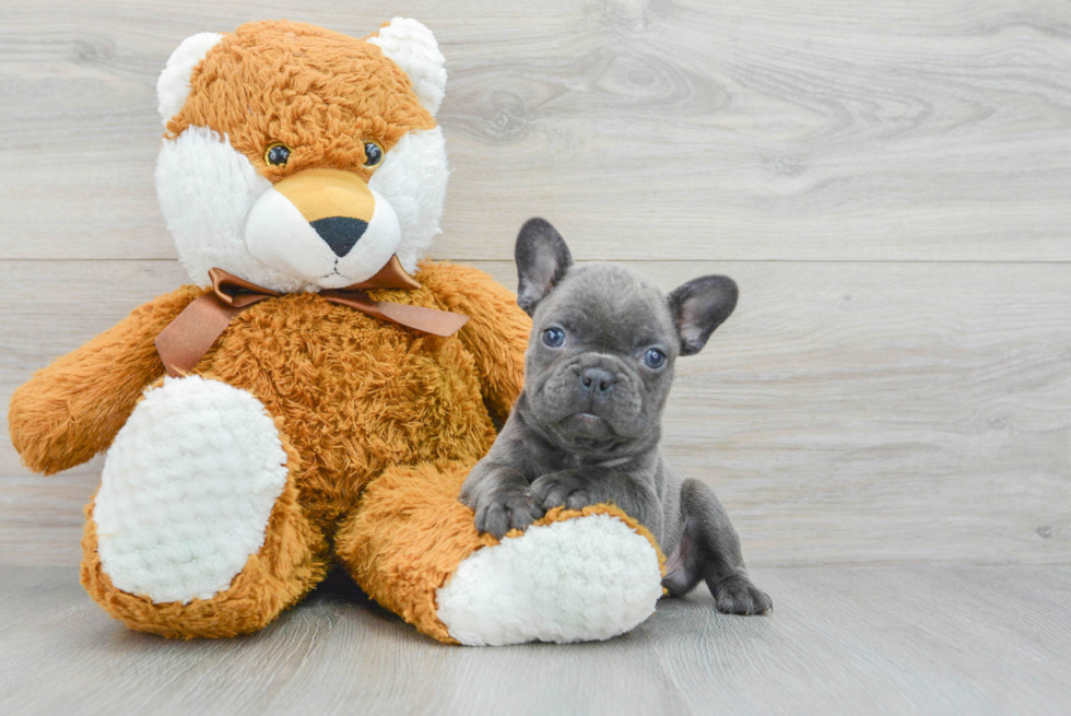 Little French Bulldog Baby