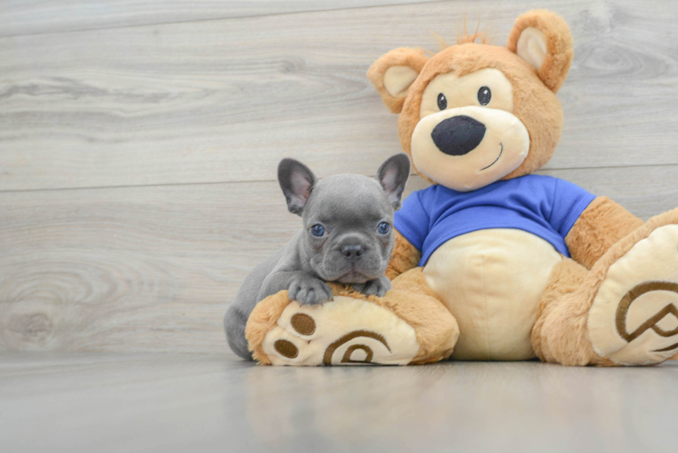 Hypoallergenic French Bulldog Baby