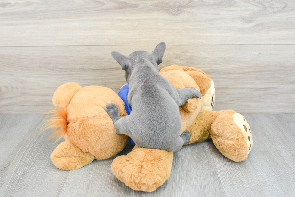 Small French Bulldog Baby