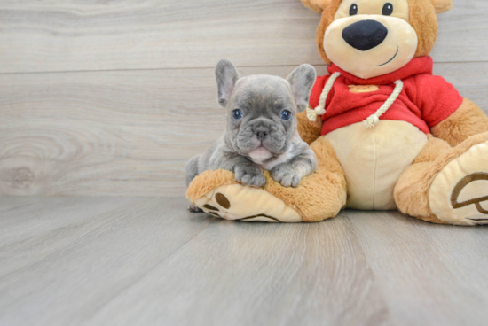 Best French Bulldog Baby