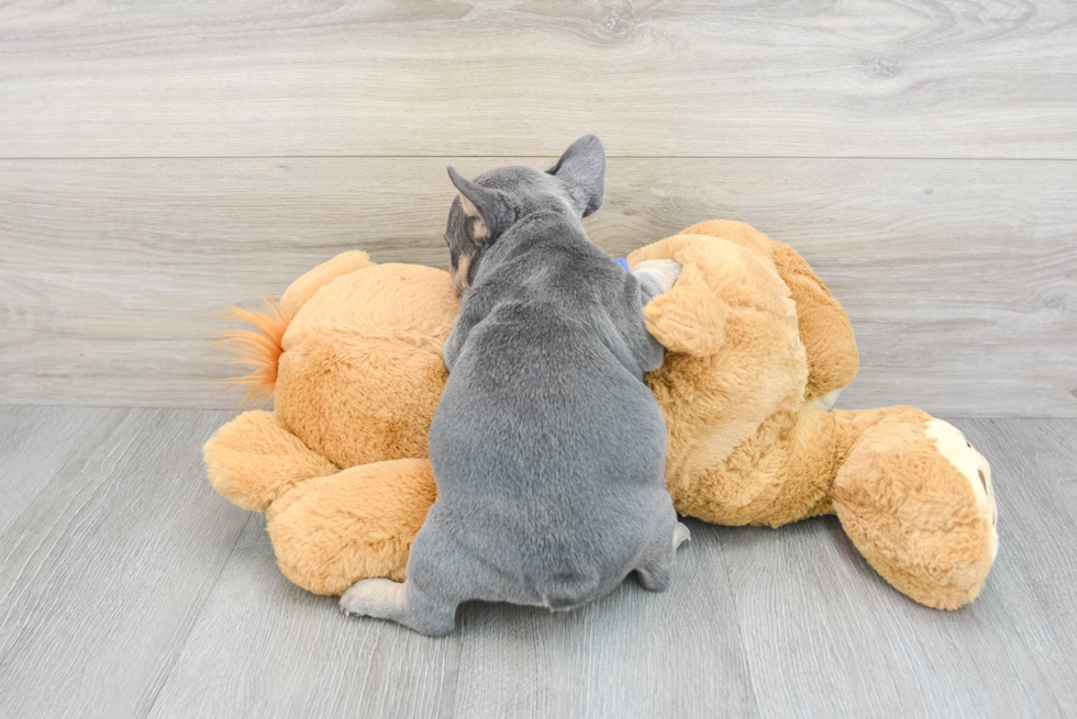 Energetic Frenchie Purebred Puppy