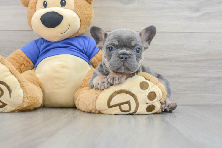 French Bulldog Pup Being Cute