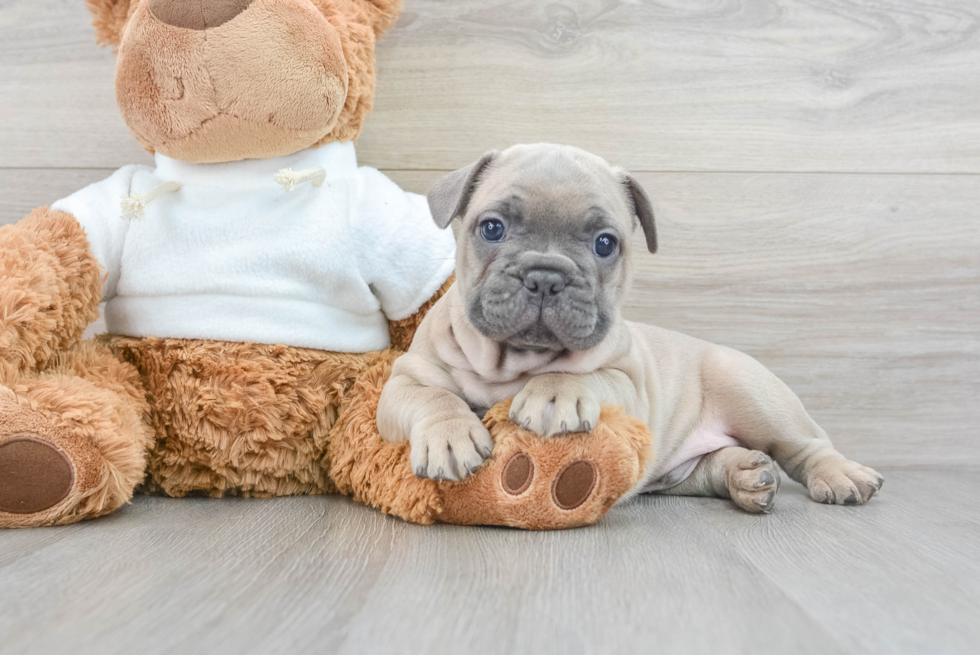 Friendly French Bulldog Baby