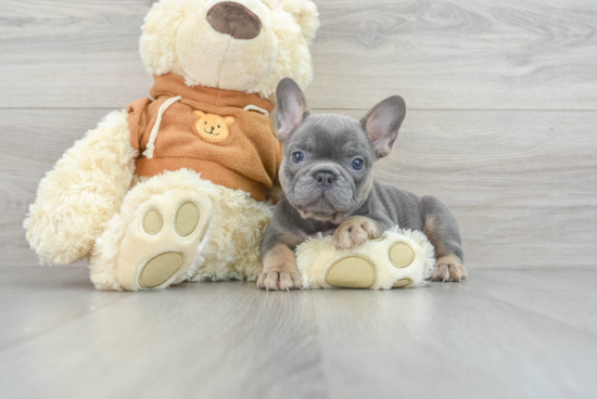 Best French Bulldog Baby