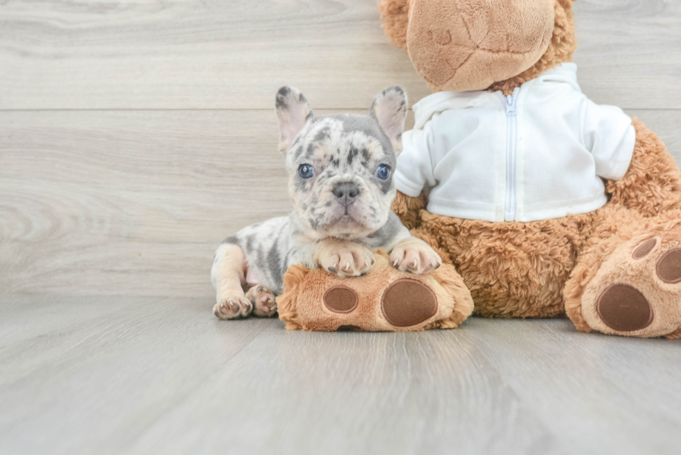 Akc Registered French Bulldog Baby