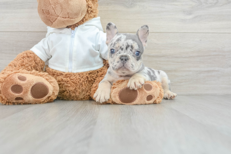 Popular French Bulldog Baby