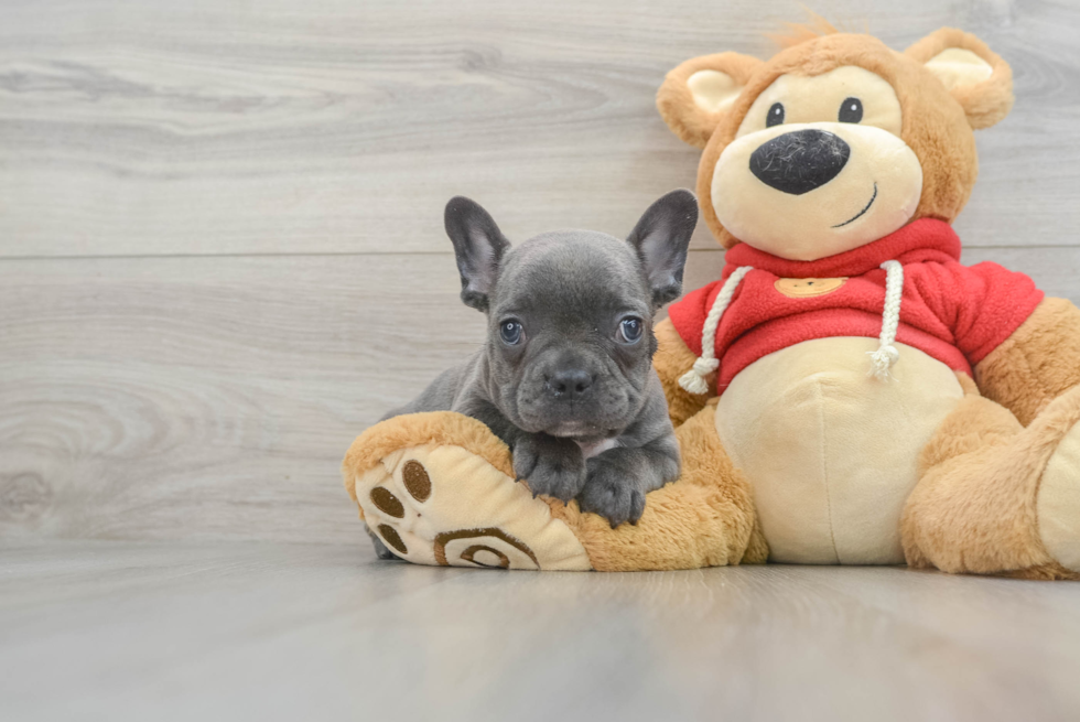 Popular French Bulldog Purebred Pup