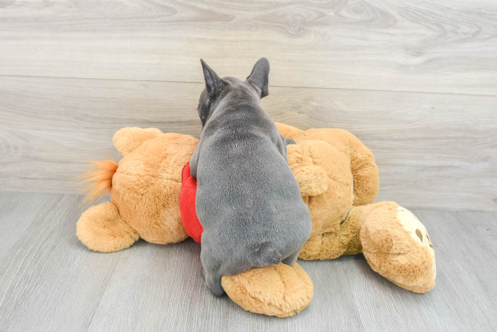 Playful French Bulldog Baby
