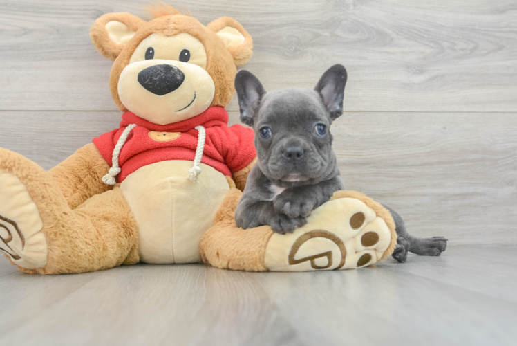 Best French Bulldog Baby