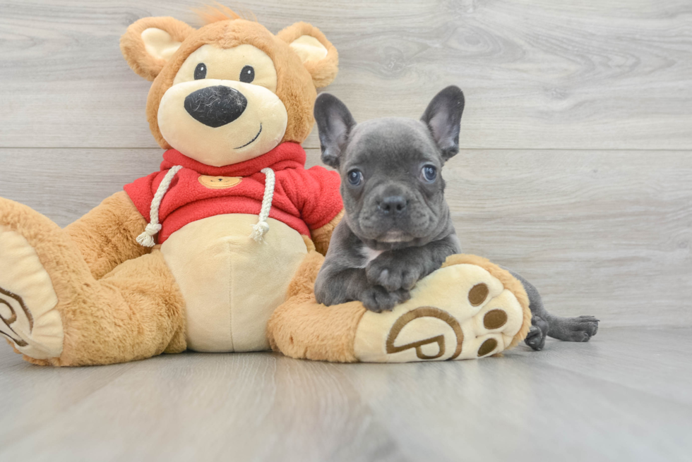 Best French Bulldog Baby