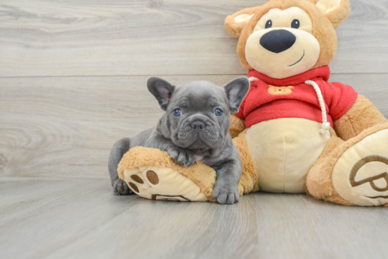 French Bulldog Pup Being Cute