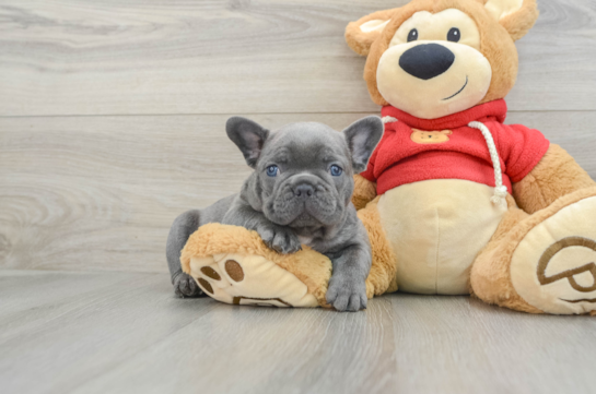 French Bulldog Pup Being Cute