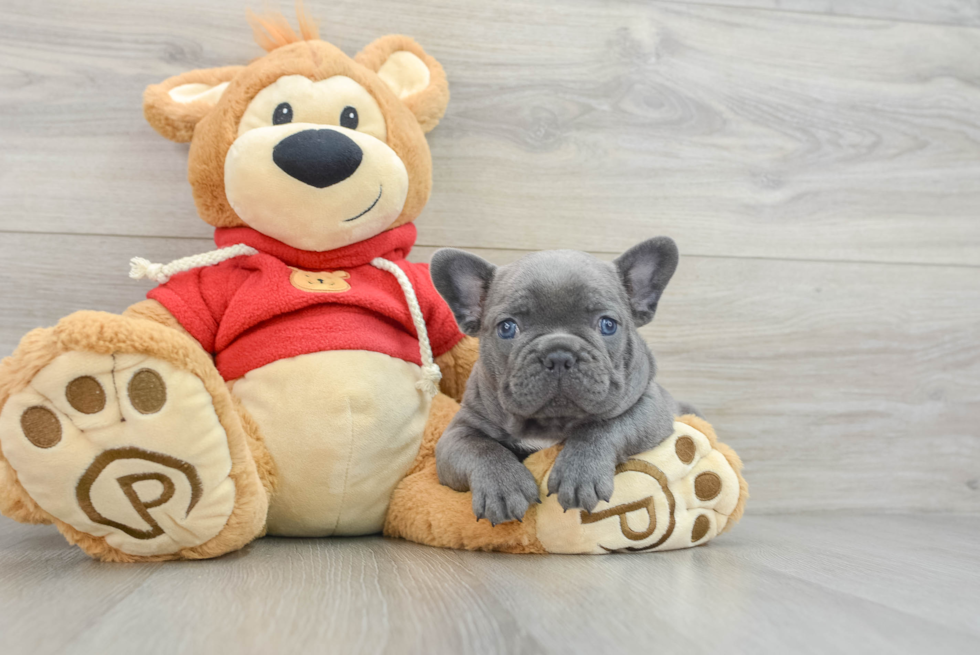 Fluffy Frenchie Purebred Puppy