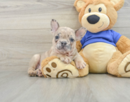 8 week old French Bulldog Puppy For Sale - Premier Pups