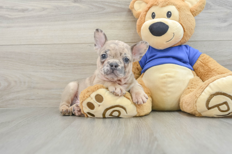 7 week old French Bulldog Puppy For Sale - Premier Pups