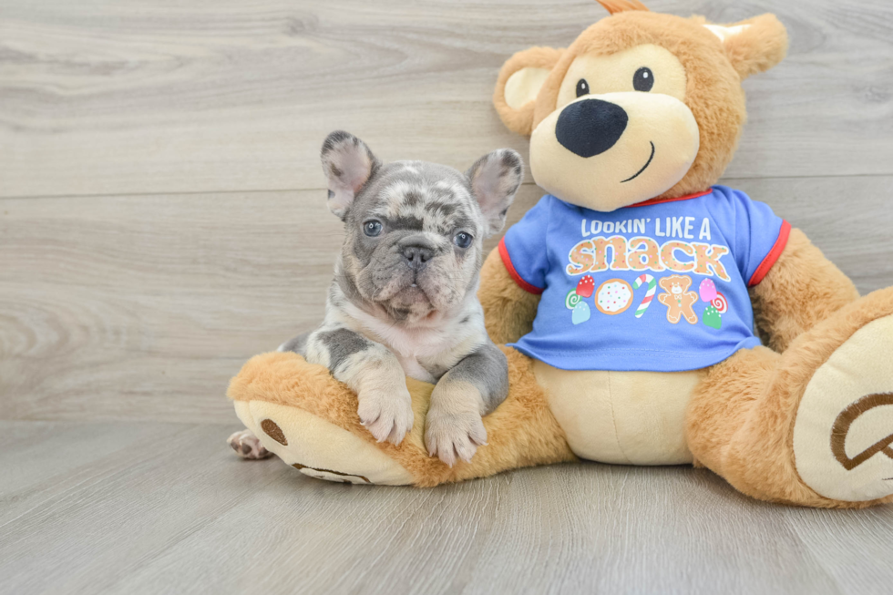 Best French Bulldog Baby