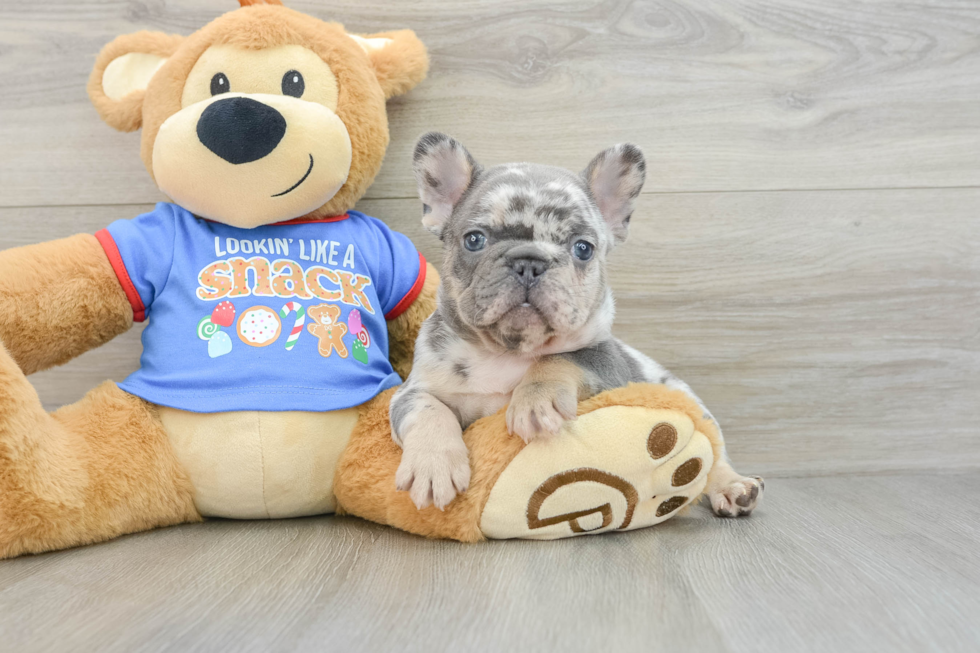 Playful French Bulldog Purebred Pup