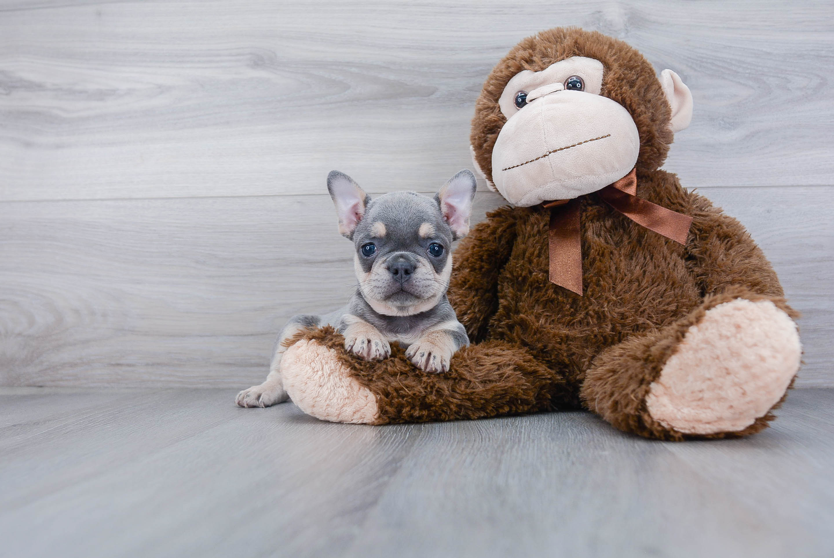 French Bulldog Puppy for Adoption