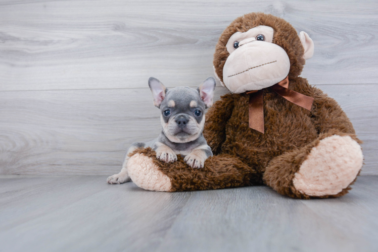 French Bulldog Puppy for Adoption