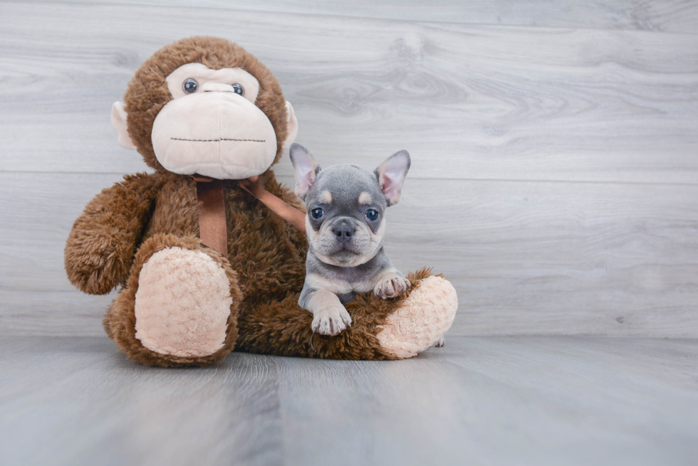 Smart Frenchie Purebred Puppy