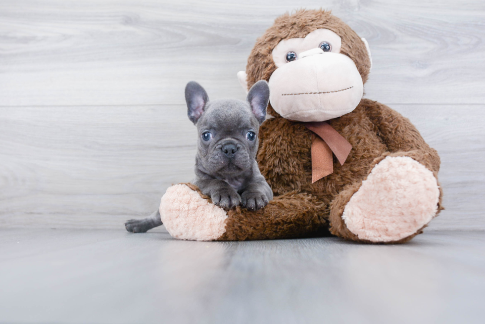 Energetic Frenchie Purebred Puppy