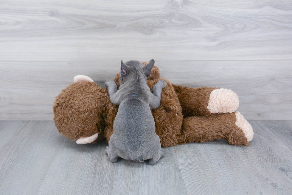 Best French Bulldog Baby