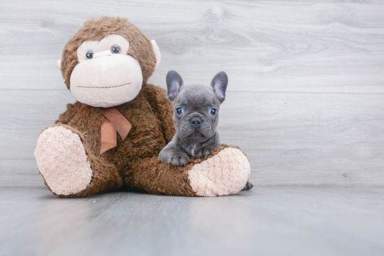 Funny French Bulldog Purebred Pup