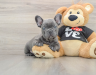 7 week old French Bulldog Puppy For Sale - Premier Pups