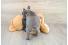 Best French Bulldog Baby