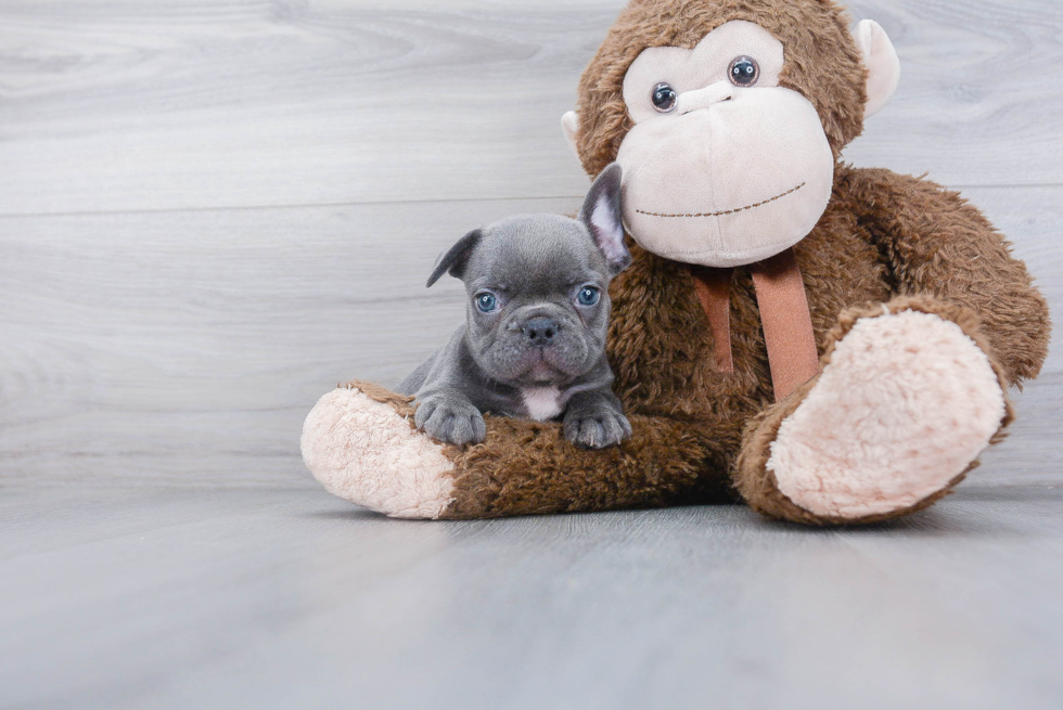 Playful French Bulldog Purebred Pup