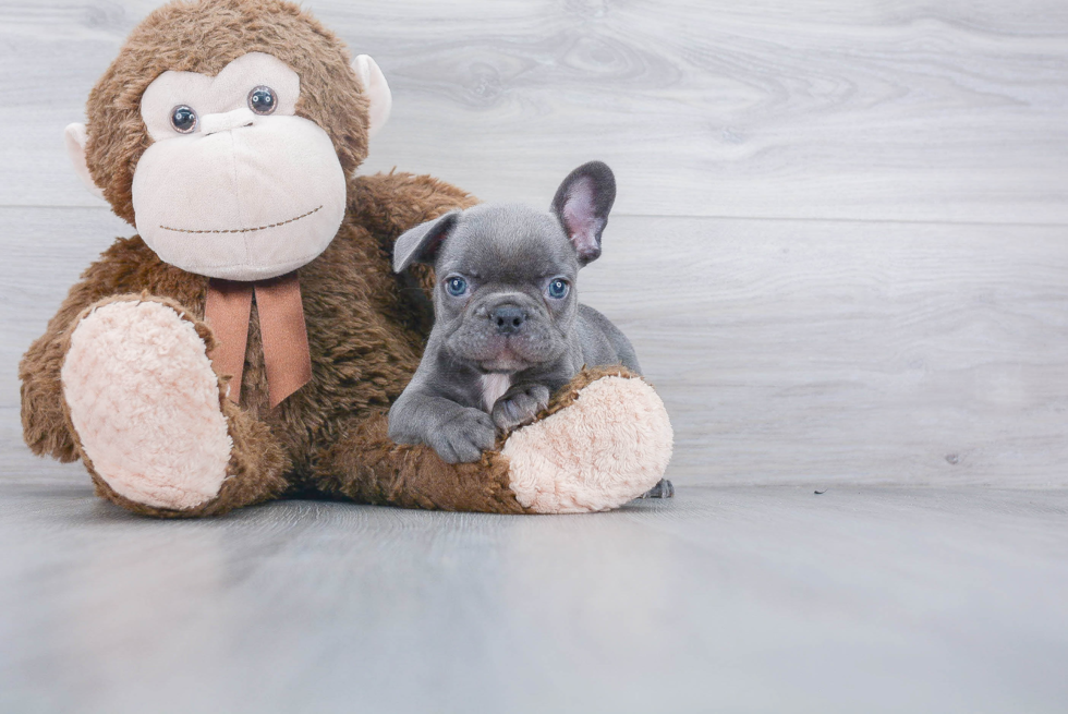 Best French Bulldog Baby