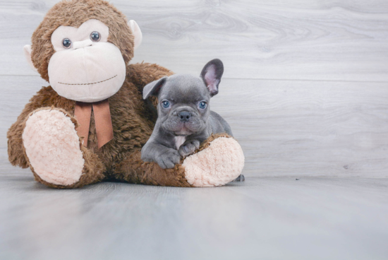 Best French Bulldog Baby