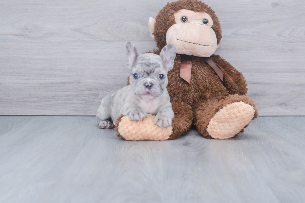 Smart Frenchie Purebred Puppy