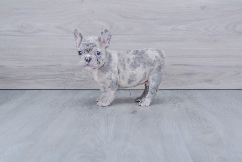 French Bulldog Pup Being Cute