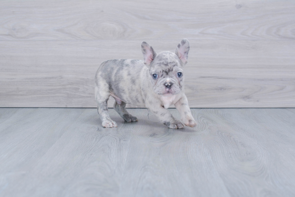 Funny French Bulldog Purebred Pup