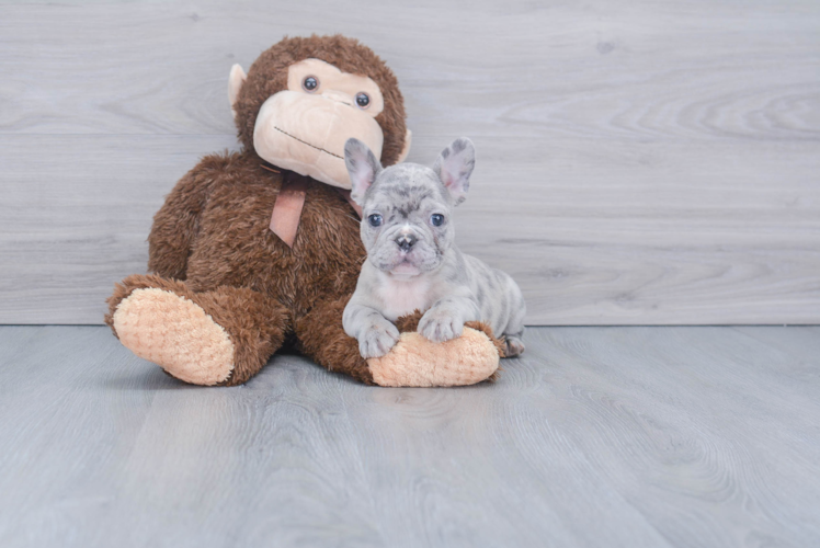 Petite Frenchie Purebred Puppy