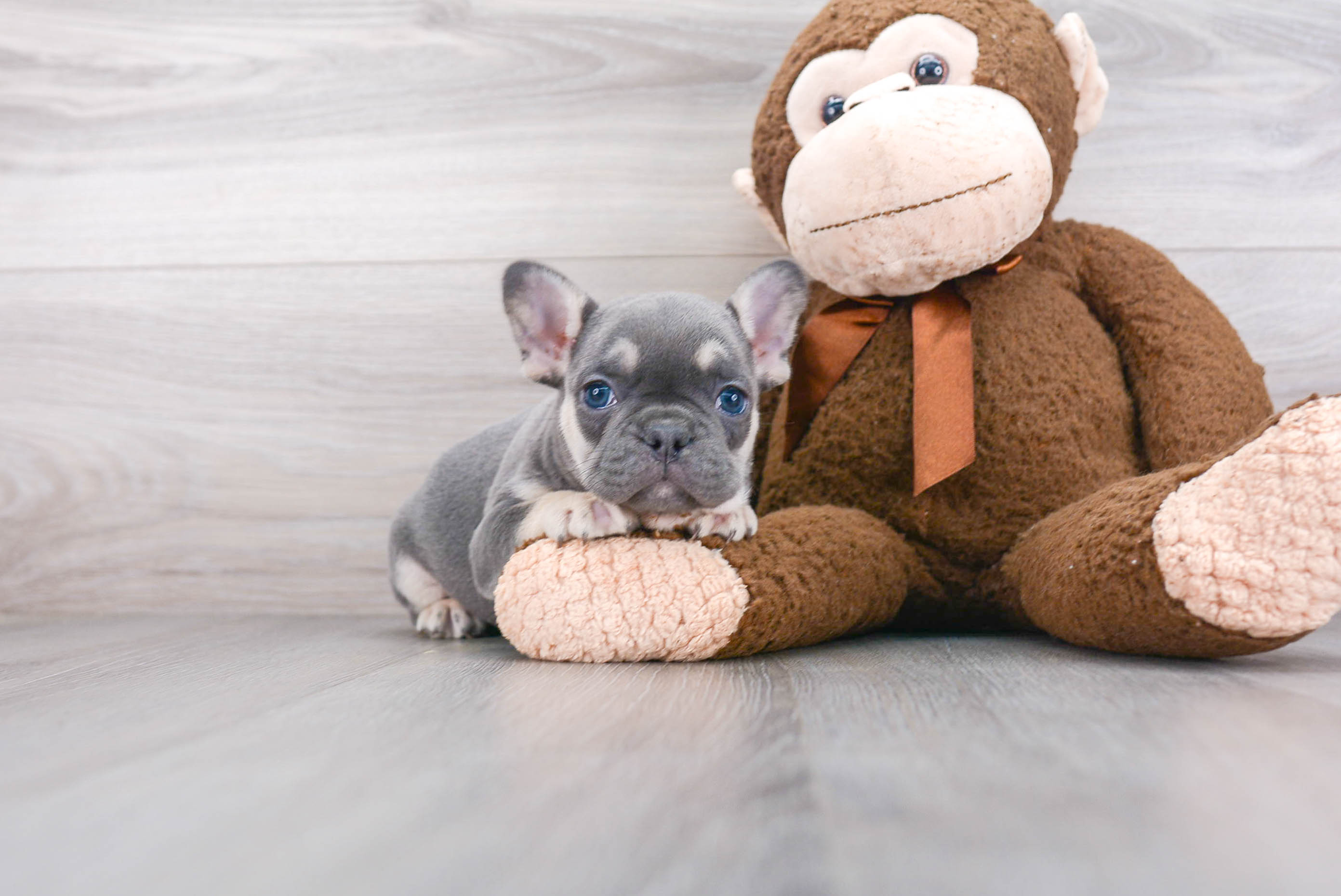 Petite French Bulldog Blue: 5lb 6oz Purebred Puppy Petite French Bulldog Blue: 5lb 6oz Purebred Puppy
