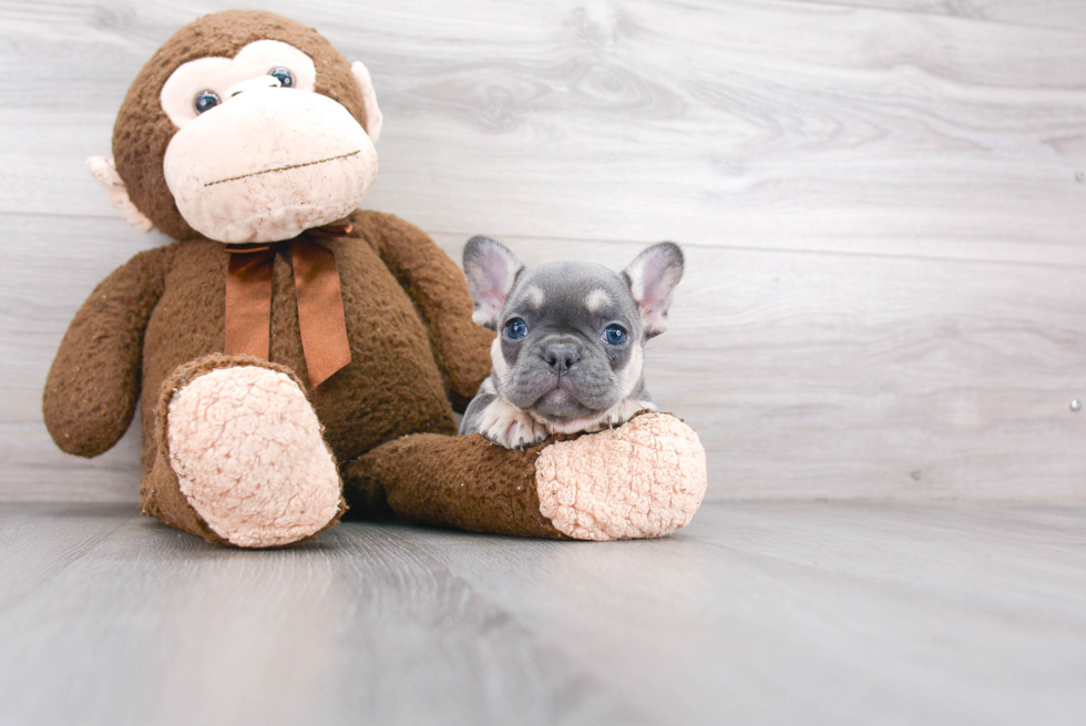 Best French Bulldog Baby