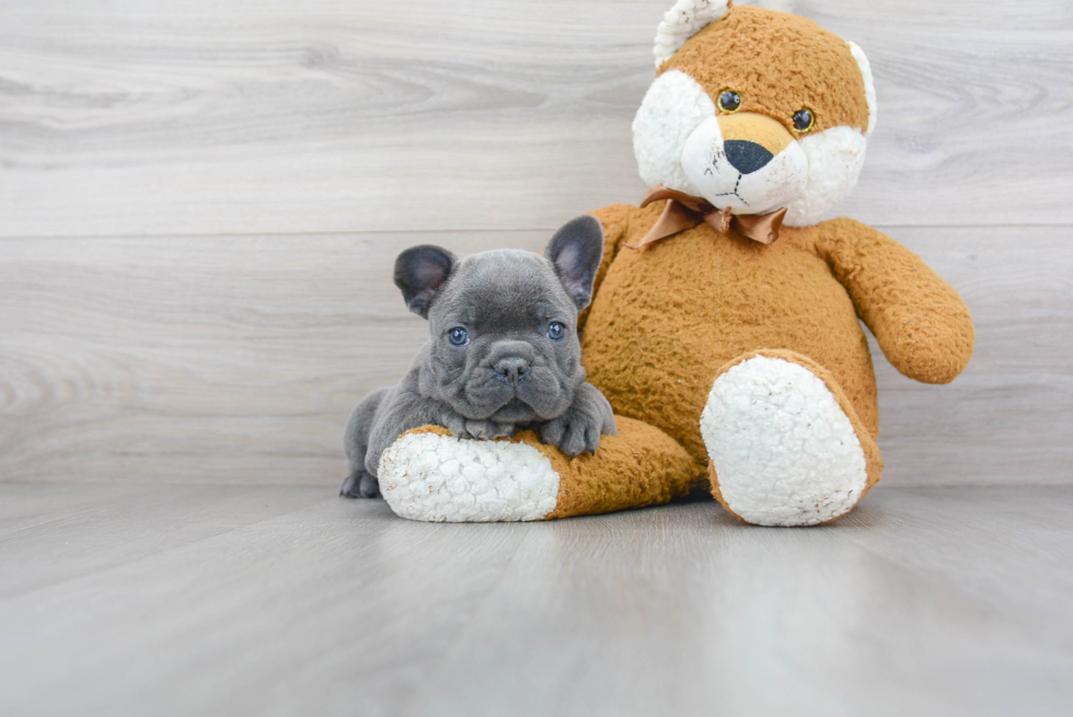 Best French Bulldog Baby