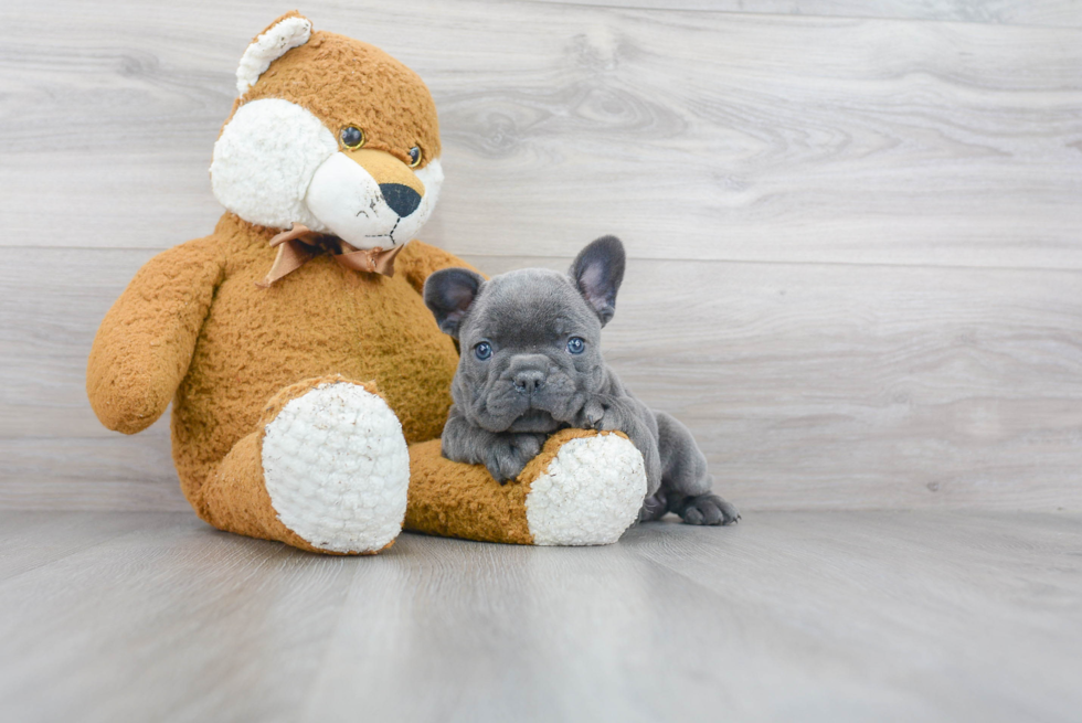 French Bulldog Pup Being Cute