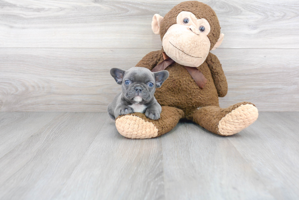 Best French Bulldog Baby