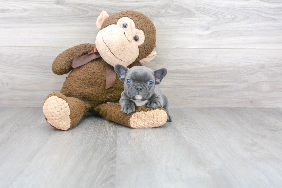 Best French Bulldog Baby