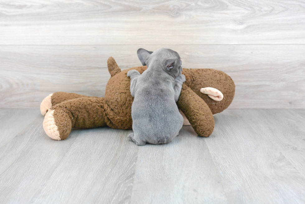 Playful French Bulldog Baby